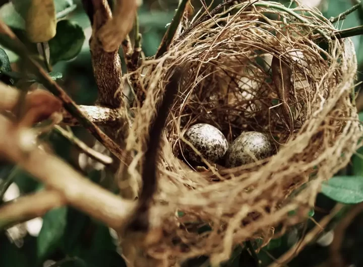 Tips When Buying Unprocessed Bird's Nest Online