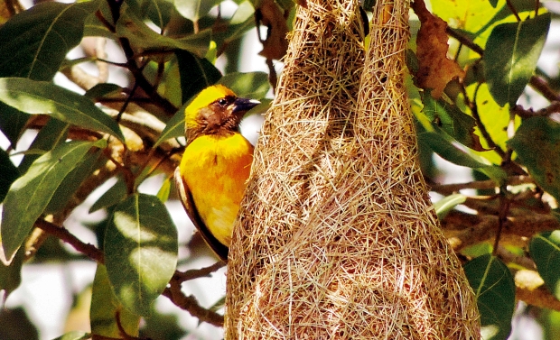 unprocessed bird's nest singapore